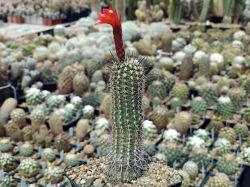 Семена Arequipa