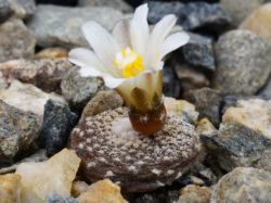 Семена Blossfeldia