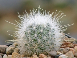 Mamillopsis