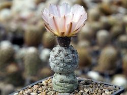 Семена Tephrocactus