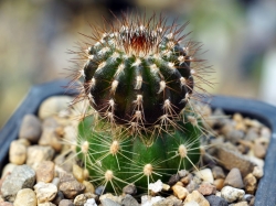 Uebelmannia