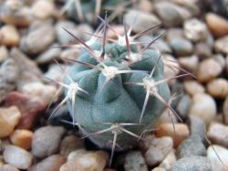 Acanthocalycium thionanthum v. erythranthum VG 1029