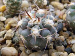 Acanthocalycium glaucum P 143