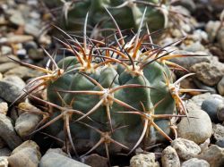 Acanthocalycium munitum VG 1121
