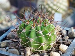Acanthocalycium spiniflorum v. macranthus LB 1160