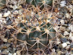 Acanthocalycium thionanthum v. copiapoides P 54