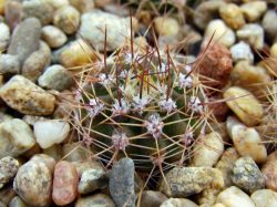 Acanthocalycium violaceum P 110a