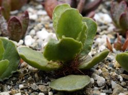 Adromischus cristatus v. mzimvubuensis