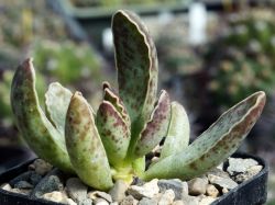 Adromischus hybr #2