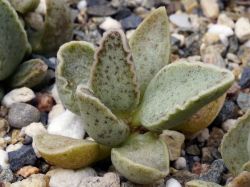 Adromischus marianae 'Granite'