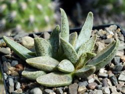 Adromischus marianae SL 243