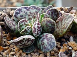 Adromischus marianae 'Bryan Makin'