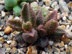 Adromischus marianae f. herrei 'SH rust'