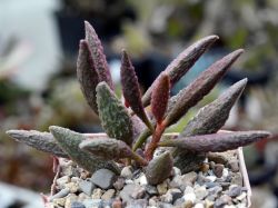 Adromischus marianae hybr. ‘Ebony’