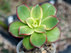 Aeonium 'Kiwi'