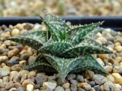 Aloe descoingsii v. angustinae