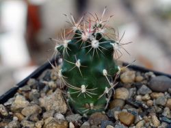 Ancistrocactus brevihamatus SB 317