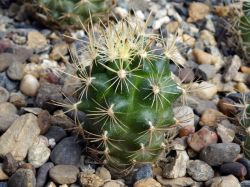 Ancistrocactus tobuschii SB 987