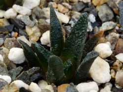 Ariocarpus bravoanus RS 618