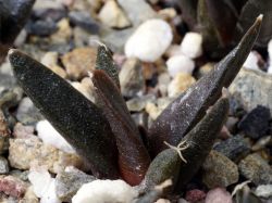Ariocarpus confusus KMR 50A