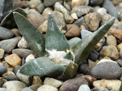 Ariocarpus confusus PP 420