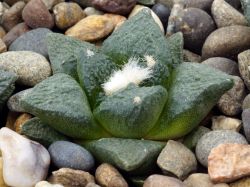 Ariocarpus fissuratus