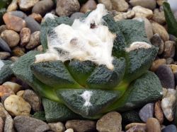 Ariocarpus fissuratus