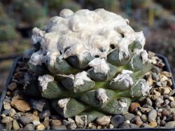 Ariocarpus fissuratus