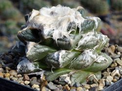 Ariocarpus fissuratus