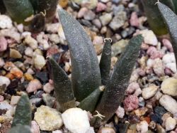 Ariocarpus furfuraceus KMR 58B