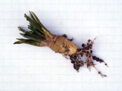 Ariocarpus kotschoubeyanus