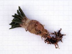 Ariocarpus kotschoubeyanus v. albiflorus PP 411