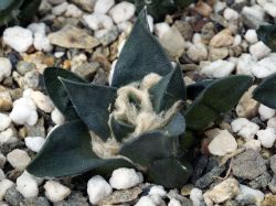 Ariocarpus retusus