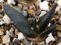 Ariocarpus trigonus PP 1405