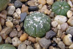 Astrophytum asterias 'rote blute'