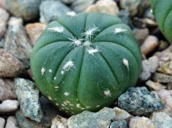 Astrophytum asterias 'cerv.kvet'