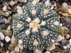 Astrophytum asterias hybrid #3