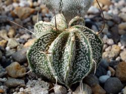 Astrophytum capricorne v. minor P 269