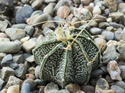 Astrophytum crassispinoides