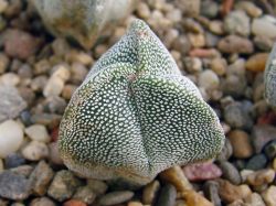 Astrophytum myriostigma 'Bohumil Schutz'