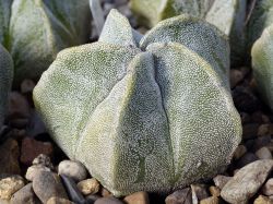 Astrophytum myriostigma, El Sabinito
