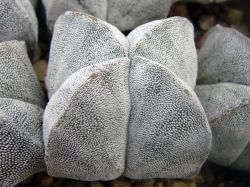 Astrophytum myriostigma v. quadricostatum