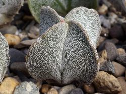 Astrophytum myriostigma v. quadricostatum PP 883