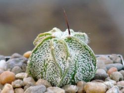 Astrophytum niveum P 270