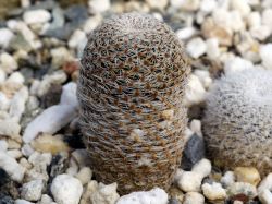 Aylostera heliosa v. solisioides