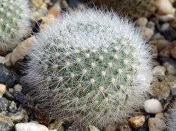 Aylostera hoffmanii RH 281