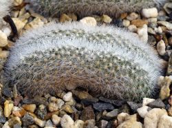 Aylostera hoffmanii RH 281 cristata