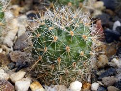 Aylostera robustispina v. minor VG 1186-2