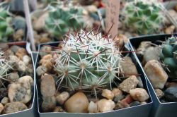Bartschella schumannii