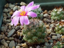 Bartschella schumannii